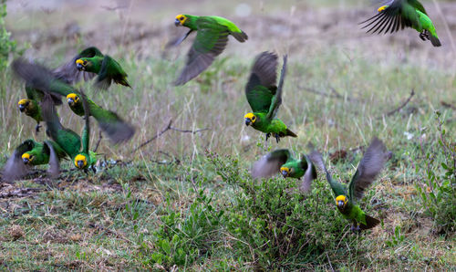 Birds on field