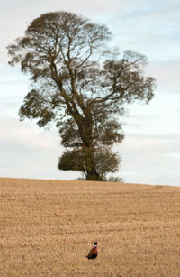 Tree on field against sky