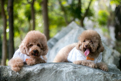 Hairy brown dogs sitting on rock outdoors