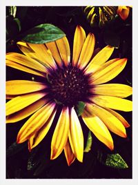 Close-up of yellow flower