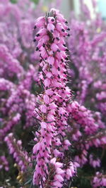 Close-up of purple flowers