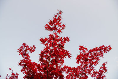 Low angle view of tree against clear sky