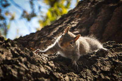 Squirrel on tree trunk in forest