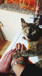 Close-up of woman hand holding cat