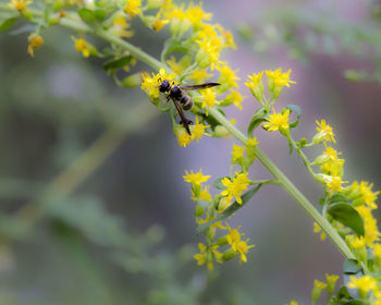 Close-up of bee pollinating on yellow flower