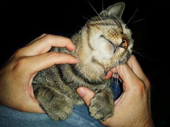 Midsection of person holding a cat