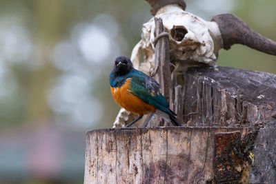 Close-up of bird perching on wooden post