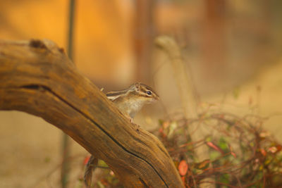 Close-up of bird perching on branch