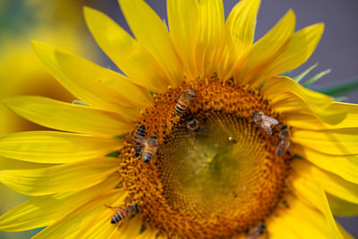 Close-up of bee pollinating on sunflower