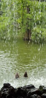 View of ducks swimming in lake