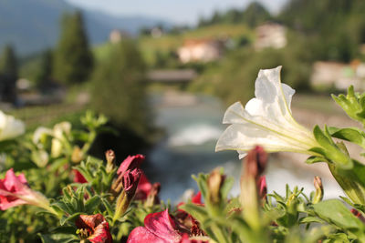 Close-up of pink flowers blooming outdoors