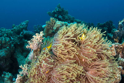 View of coral in sea