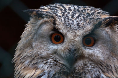 Close-up portrait of owl