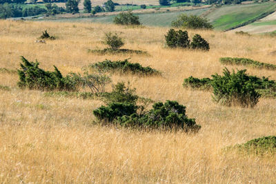 Plants growing on land, dorres. 