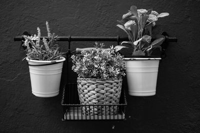 Close-up of potted plants hanging from a wall black and white 