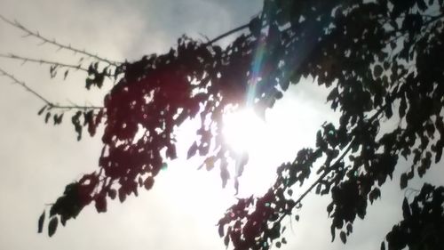 Low angle view of tree against sky