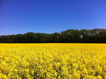 Scenic view of oilseed rape field against clear sky