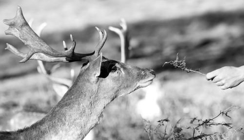 Close-up of hand feeding deer