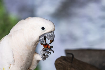 Close-up of parrot eating