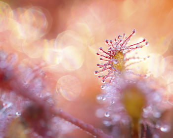 Close-up of dew on flowering plant