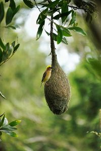 Baya weaver perched at it's nest