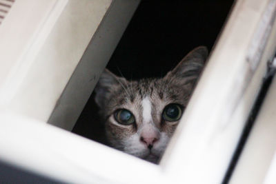 Close-up portrait of kitten