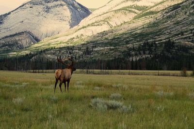 Horse grazing on field against mountains