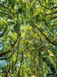 Low angle view of trees in forest