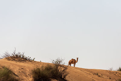 Dromedaries in the desert