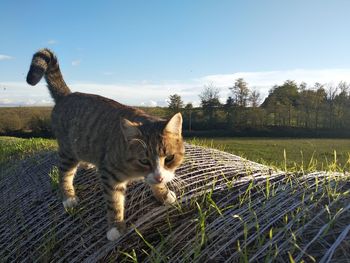 Cat looking away on field