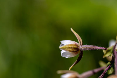 Close-up of red flowering plant