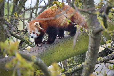 red panda