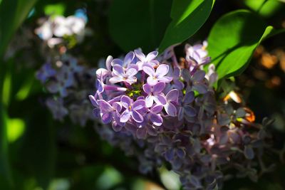 Close-up of purple flowering plant