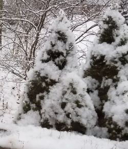 Low angle view of snow covered trees against sky