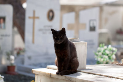 Close-up of cat