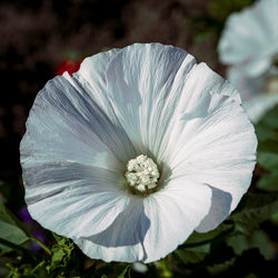 Close-up of white flowering plant