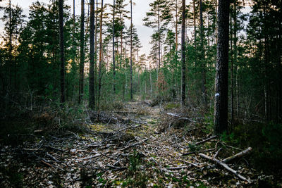 Trees in forest