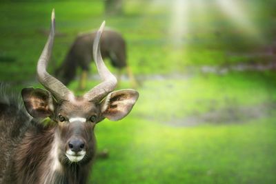 Portrait of deer