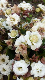 Close-up of flowers