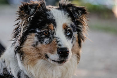 Close-up portrait of dog