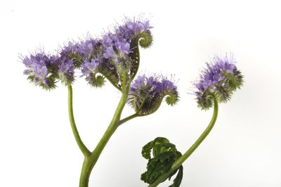 Close-up of purple flowering plant against white background