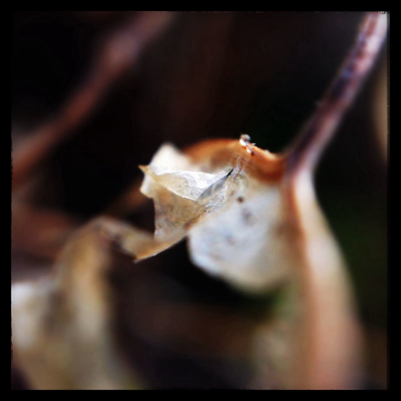 transfer print, close-up, auto post production filter, selective focus, dry, focus on foreground, leaf, nature, plant, stem, twig, fragility, outdoors, day, no people, wildlife, insect, animal themes, dead plant, aging process
