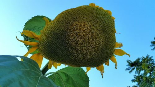 Low angle view of sunflower