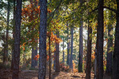 Trees in forest during autumn