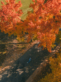 High angle view of road amidst trees during autumn