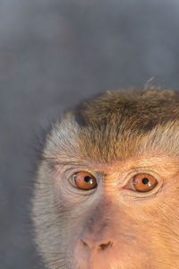 The macaque monkeys of monkey hill, phuket.