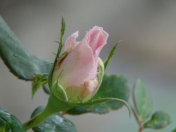 Close-up of pink rose bud