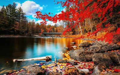 Autumn trees in a lake