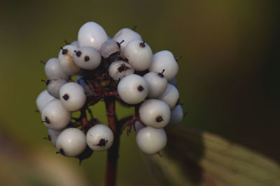 Close-up of eggs