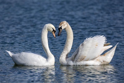 Swan swimming in lake